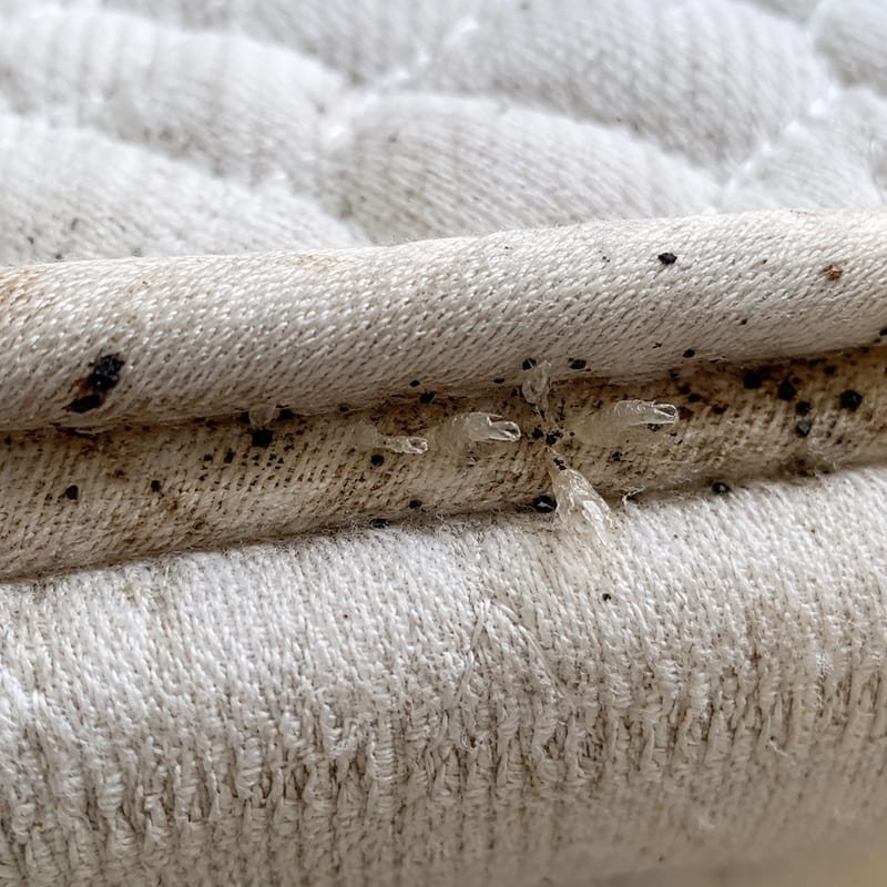 Bed bug fecal staining and shed skins along a mattress seam in a Worcester, MA apartment
