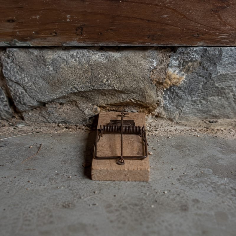 Snap trap set perpendicular to a basement wall in an active mouse runway in Worcester, MA
