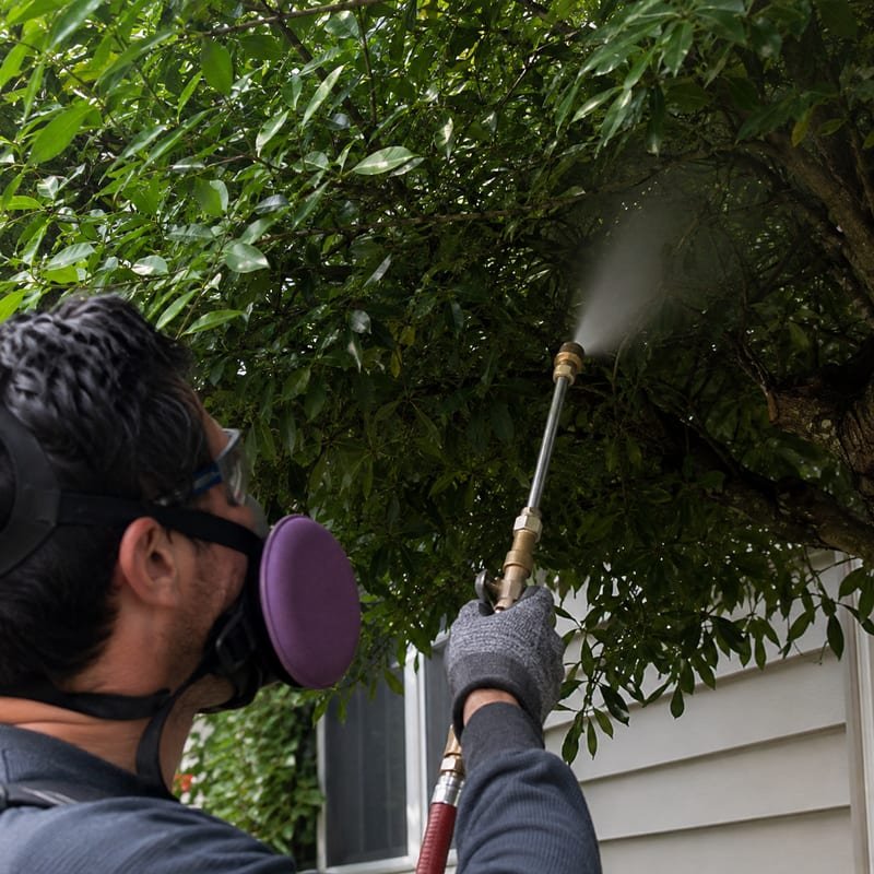 Technician mist-treating the underside of shrub foliage for mosquitoes at a Worcester, MA home