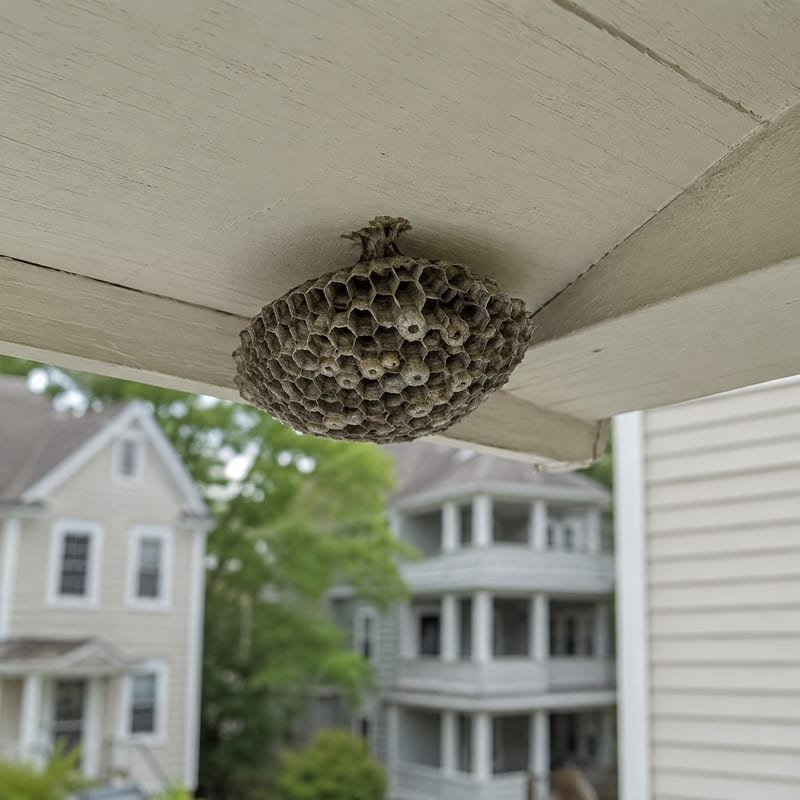 Open umbrella-shaped paper wasp comb under a porch ceiling in Worcester, MA